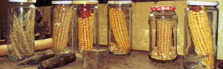 Frascos de maíz