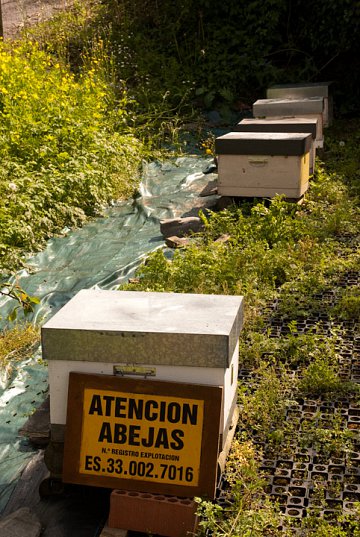 Colmenar de abejas en la huerta