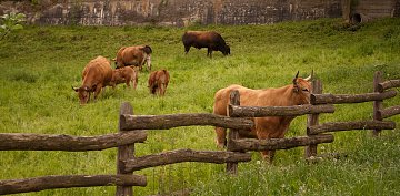 Vacas en el prado